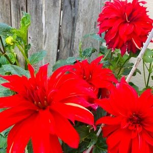 Meet your Poshers, Nance and Summer!